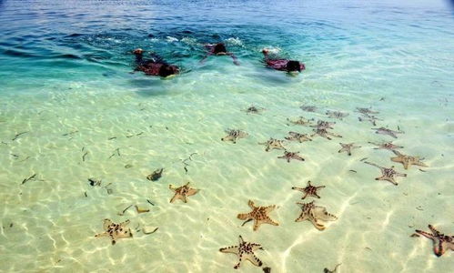 莱恩岛钓鱼技巧揭秘：生存必备新攻略