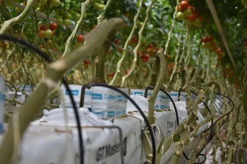 《幻想生活i》作物种植宝典，解锁神秘种植新价值