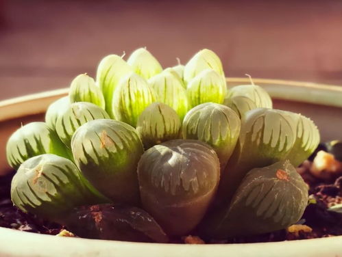 《胜利女神》第六章攻略：遗失物搜集全解析，掌握新技巧