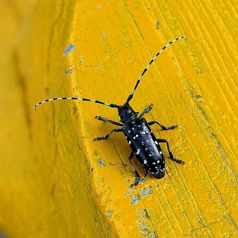 陶洛斯坐骑轻松获取攻略，解锁独特价值坐骑技巧