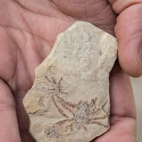 探寻《幻想生活i》奇美拉藏匿之地，揭秘巨型奇美拉新线索