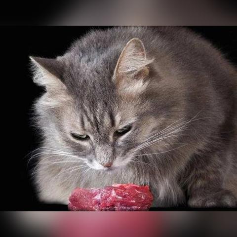 冰冻鲔鱼藏匿秘境，探秘《幻想生活i》珍稀宝藏