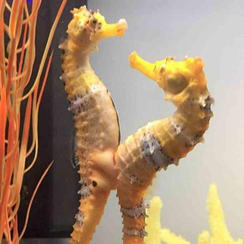 黄金苹果攻略：揭秘转圈龙与偷时少女高效获取法