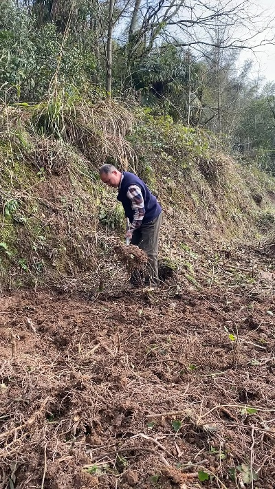 灾后修复必备！开荒期高效技巧解析攻略