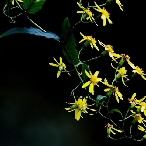 《毁灭战士黑暗时代》全图攻略：玩具、生命印记探秘指南