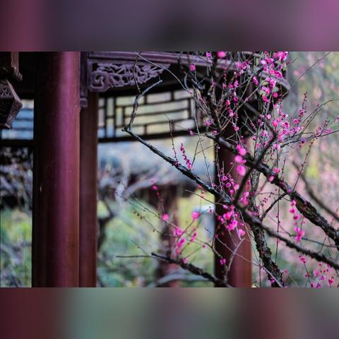 香韵奏者角色深度解析，抽取建议与价值评估揭秘