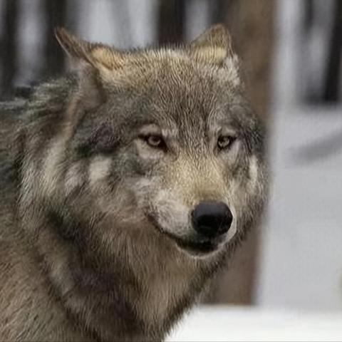 《群狼之城噩梦解析：揭秘饿狼传说新篇章》