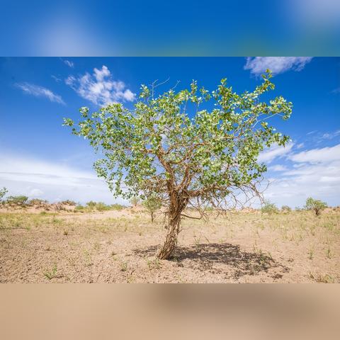 绘母之力攻略：高效获取方法解析，掌握神秘力量