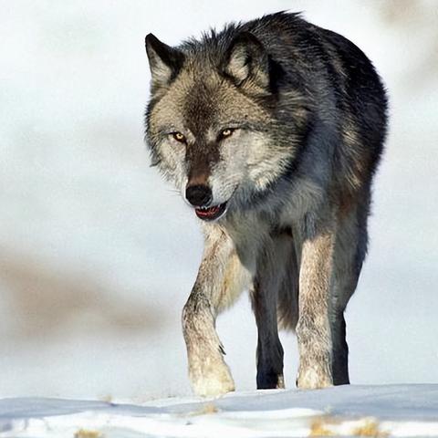 《饿狼传说群狼之城》深度解析：安全跳机制革新攻略