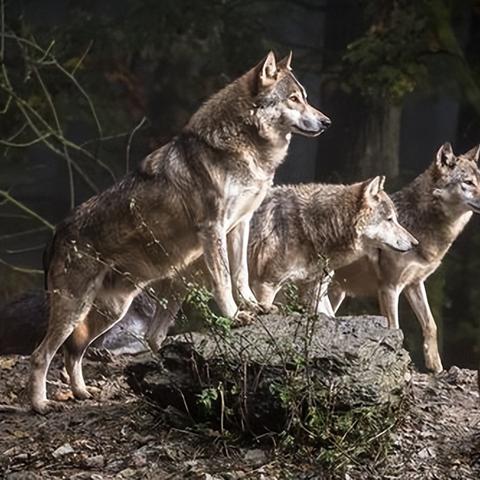 群狼之城联动，饿狼传说新篇章，觉醒之力再启航