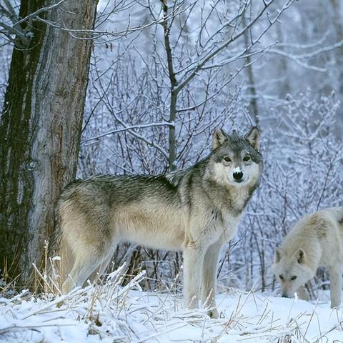 《饿狼传说》群狼之城操作速成秘籍，一学即会！