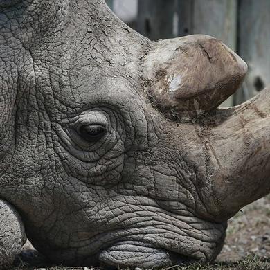 《苏丹游戏》命运商店重置攻略：解锁全新玩法秘籍