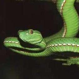 《怪物猎人荒野》缠蛙攻略：招式解析与珍稀掉落物全揭秘