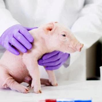 男子移植猪肾创纪录：271天生存见证移植新里程