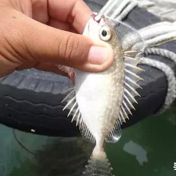 《绝地求生》兔篮子位置攻略，揭秘隐藏宝藏新玩法