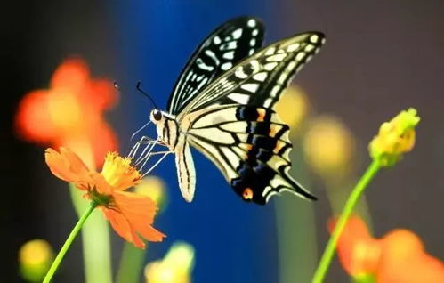 遐蝶光锥特效升级，揭秘遐蝶专武全新神秘力量