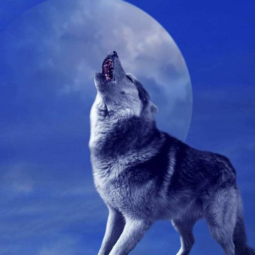 博克斯连招攻略：揭秘《饿狼传说群狼之城》群狼之巅技巧