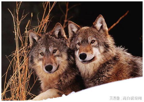 《饿狼群狼之城》深度解析：REV武技加速系统，解锁战斗新境界