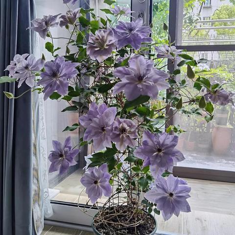 翡翠梦境首日高胜率卡组解析：揭秘梦幻组合新策略