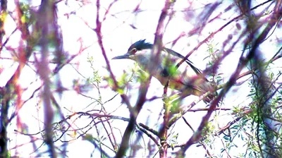 端丽翼鸟栖息地探秘，荒野生态新发现