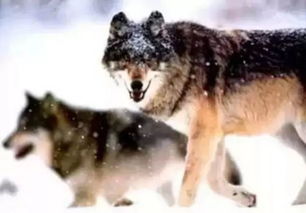 群狼之城金东焕：饿狼传说中的神秘力量揭秘