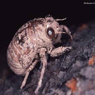 荒野寻宝！揭秘闪光翅虫捕捉攻略与独特价值