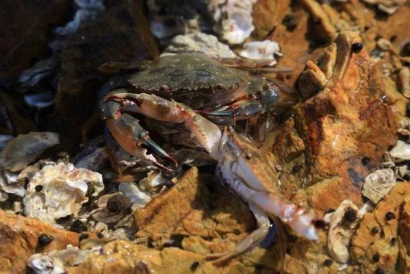 古盏蟹捕捞攻略：荒野秘境捕捉技巧全解析