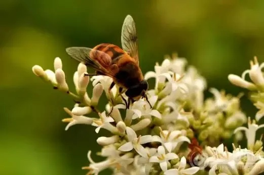 荒野蜜虫捕捉攻略：大回复蜜虫捕获技巧全解析