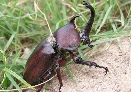 金色独角仙荒野捕捉攻略，独门秘籍助你轻松捕获！