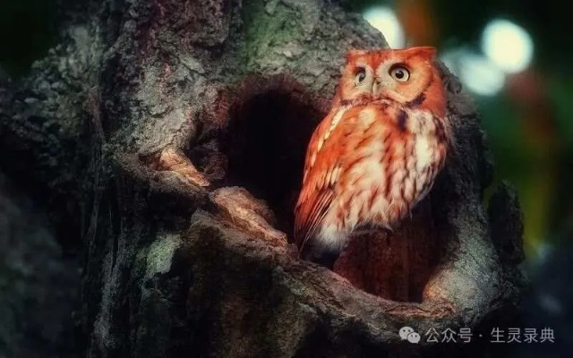 荒野奇遇：美声歌鸮捕捉攻略，解锁神秘新技能