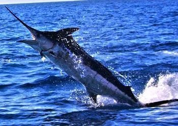 大王旗鱼钓法攻略：荒野独占秘境钓技大公开