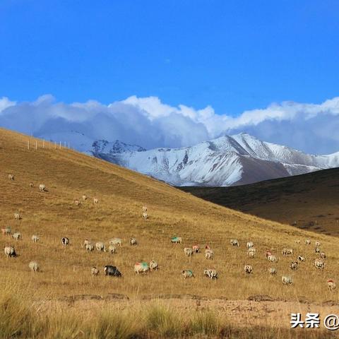 《怪物猎人荒野》通关秘境：解锁新篇章与宝藏宝藏