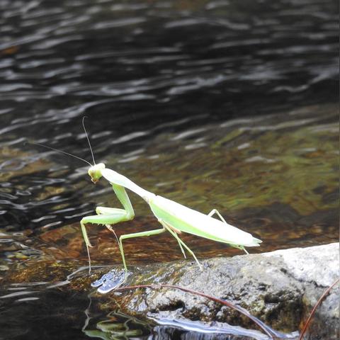 雪球虫藏身之地探秘，荒野狩猎新坐标揭晓