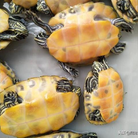 荒野探险必看！火焰蜥蜴藏身之地大揭秘