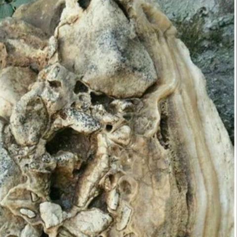 《荒野猎人》矿石骨头全攻略，深度解析高效获取秘籍