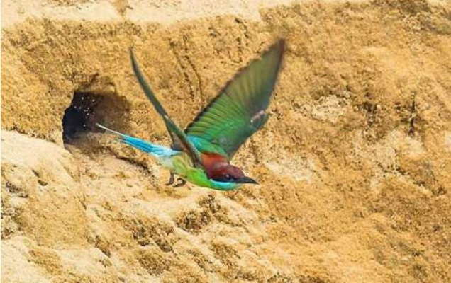 荒野寻宝：端丽翼鸟藏身之谜，探秘新坐标！