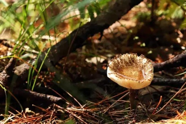 垂涎蘑菇获取攻略：荒野中寻宝新秘境