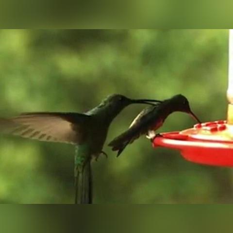 《怪物猎人荒野》武器进化揭秘：全新价值解析！