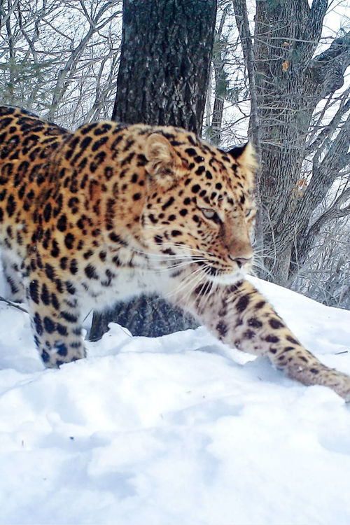 猫科护裆藏宝图：揭秘神秘新价值宝藏秘境