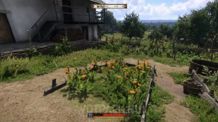 《天国拯救2》炼金秘境探秘：金盏花采集攻略大揭秘