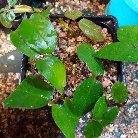 木质武器激战，叶子军团奇趣探险新体验