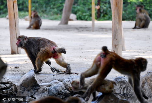 女子英勇护幼，美国实验猴悲剧身亡引关注