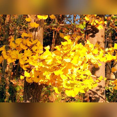 醉花阴门派加入攻略：揭秘独门秘籍，轻松融入江湖