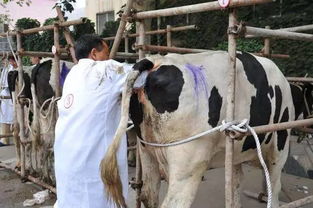 郁木羊繁育秘籍：高效配种技巧全解析