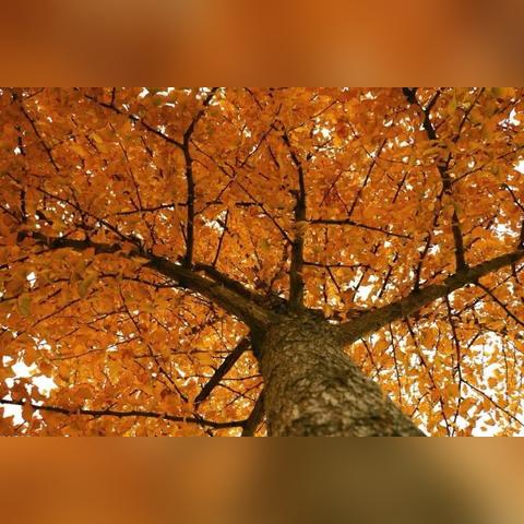 殿堂欲石高效获取攻略，揭秘5皇家版神秘价值点