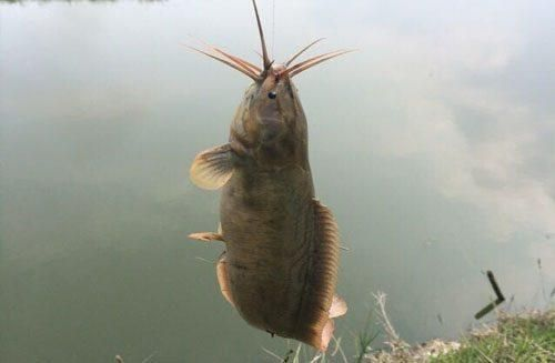 胡子鲶鱼获取攻略：揭秘高效获取新途径