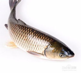 《无限暖暖》头巾鱼攻略：轻松解锁独特珍稀鱼种