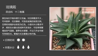 《无限暖暖》植物图鉴：探秘采集点与实用价值解析