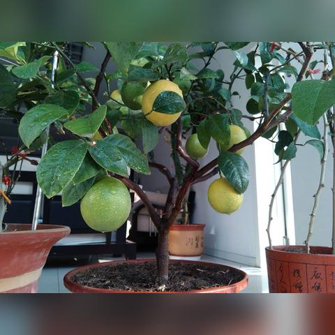 探秘《无限暖暖》奇想香氛，获取秘境新路径