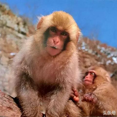 《无限暖暖》白日昆虫调查攻略：高效完成任务新技巧